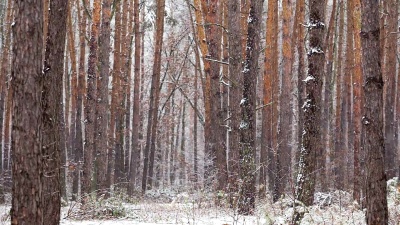 松林里下雪了。