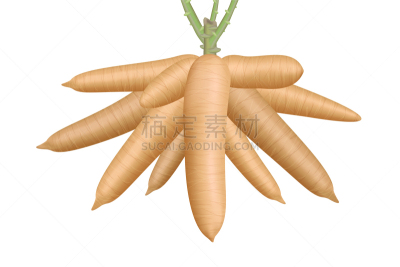 cassava big cassava rhizomes isolated on white