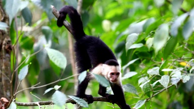放松的野生白脸Capuchin(Cebus Capucinus)