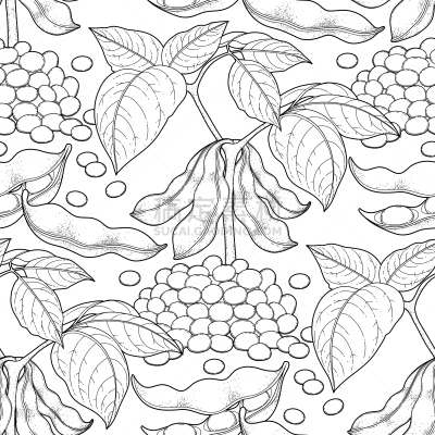 大豆,插画,草图,植物,分离着色,轮廓,有机食品,自然,草本,收集