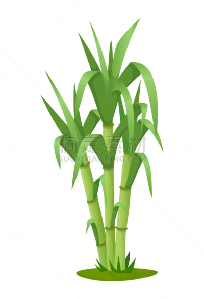 植物,叶子,矢量,甘蔗,茎,分离着色,生物学,农业,蔬菜,背景分离