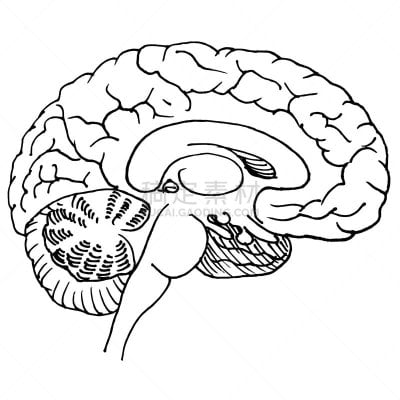 人脑,黑色,动物手,线条,侧面,背景分离,药,骺,想法,人类腺体