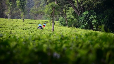 印度尼西亚的人们正在收获绿茶