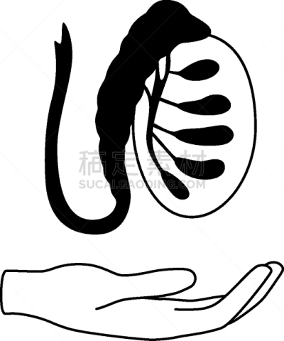 男性生殖系统,生物学,健康保健,睾丸,门诊部,品牌名称,人类的生殖器官,人类腺体,顺序