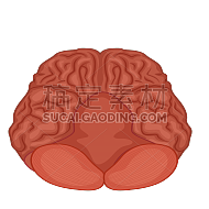 手绘-人体器官医疗元素贴纸-大脑