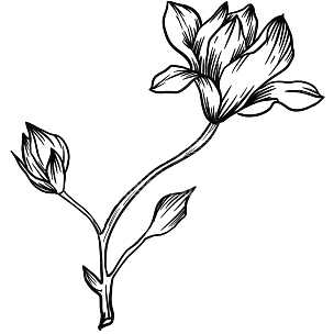 手绘-勾线花朵植物元素贴纸-木兰花
