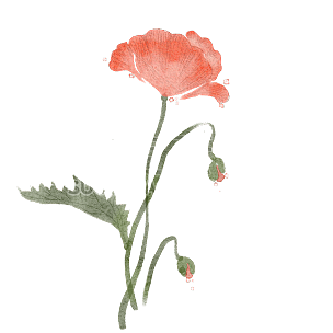 手绘-虞美人花卉植物元素贴纸7