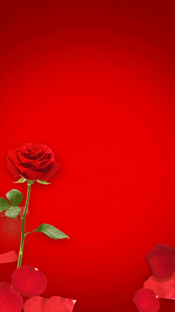 妇女节节日祝福晒照丝带玫瑰视频