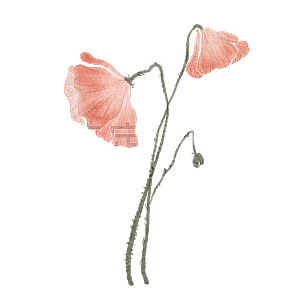 手绘-虞美人花卉植物元素贴纸3