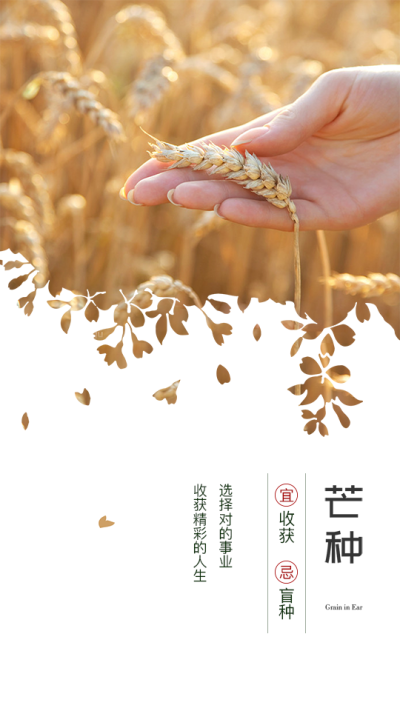 芒种问候实景图文竖版视频