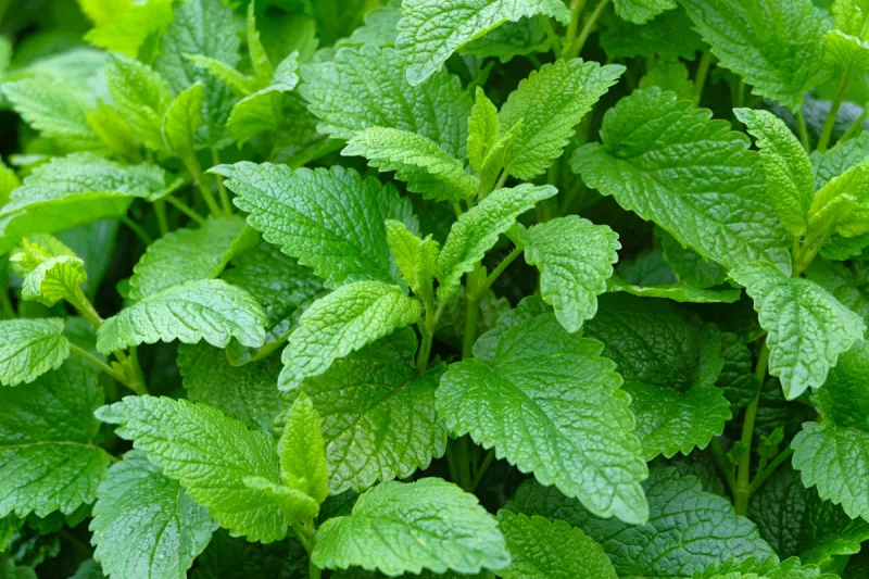蜜蜂花 蜜蜂花图片 蜜蜂花素材下载 稿定素材 蜜蜂花 蜜蜂花图片 蜜蜂花素材下载 稿定素材