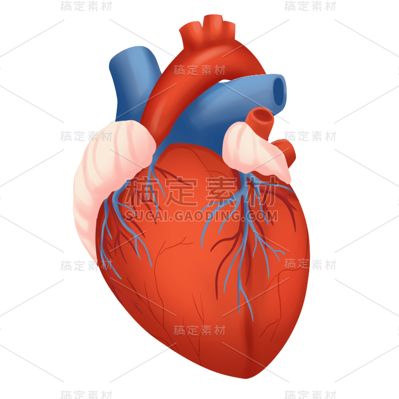 手绘-人体器官医疗元素贴纸-心脏