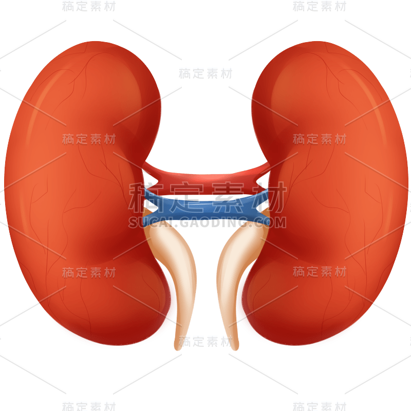 手绘-人体器官医疗元素贴纸-肾2