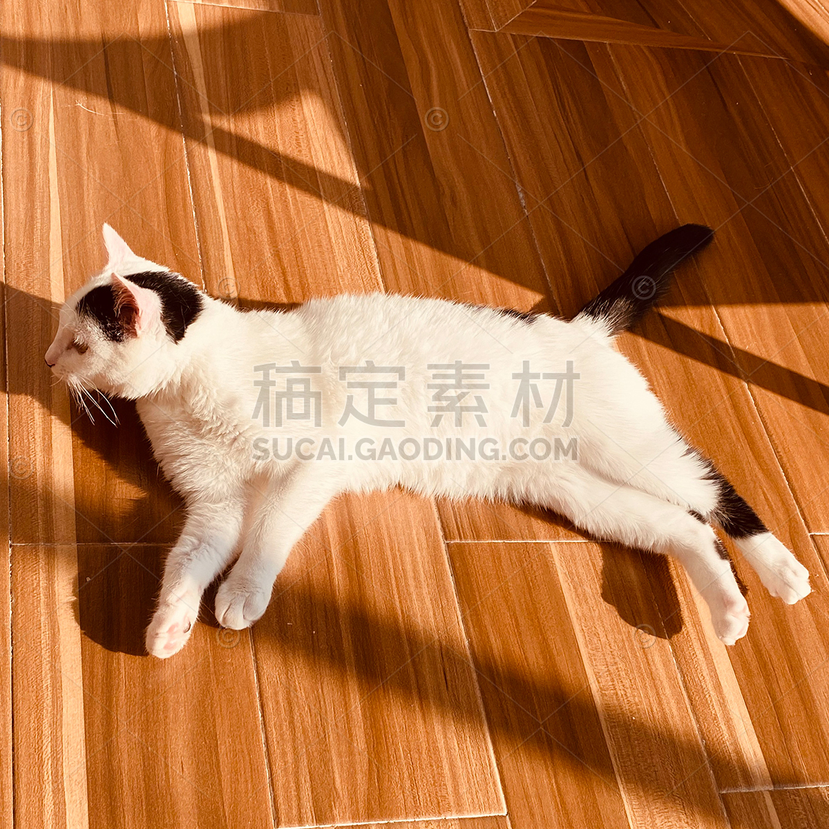 侧卧在木地板上的猫咪摄影图