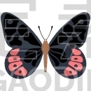 Red Admiral