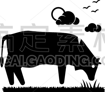 feeding cow