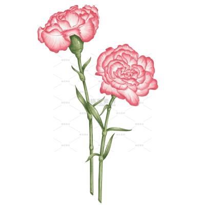 手绘水彩粉色康乃馨植物花卉元素
