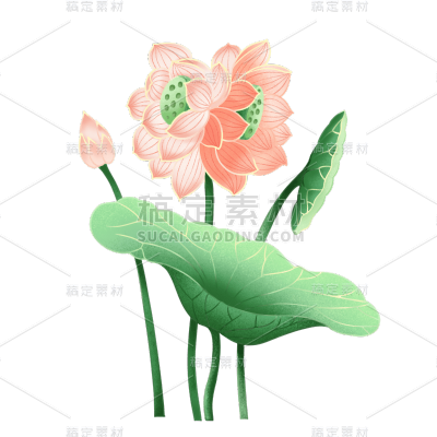 工笔画风七夕情人节元素-荷花2