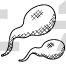 Sperms