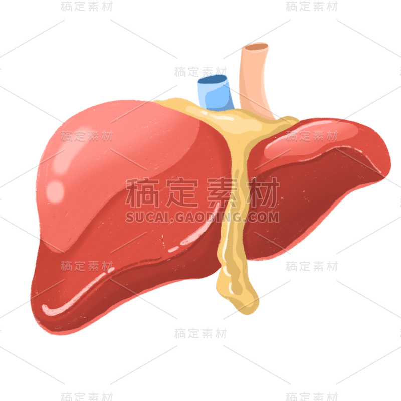 手绘-器官元素医疗贴纸-肝