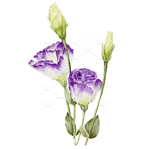 手绘紫色花朵花卉元素