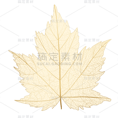 手绘-金箔植物元素
