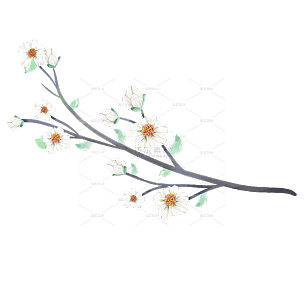 手绘白色花枝花卉植物元素