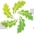 Spinach Leaves Design