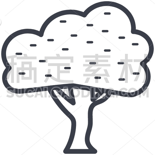 Umbrella Pine