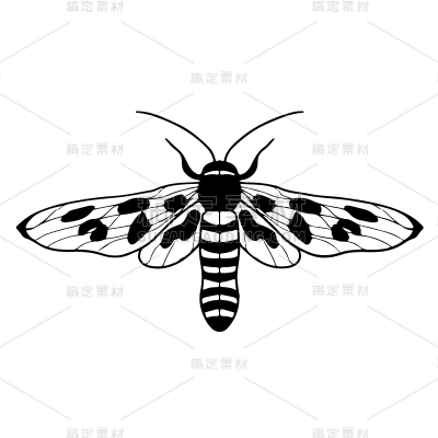 手绘-小昆虫元素-飞蛾