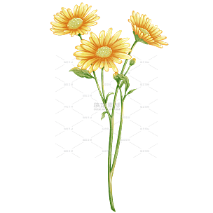 手绘水彩黄色野菊花植物花卉元素