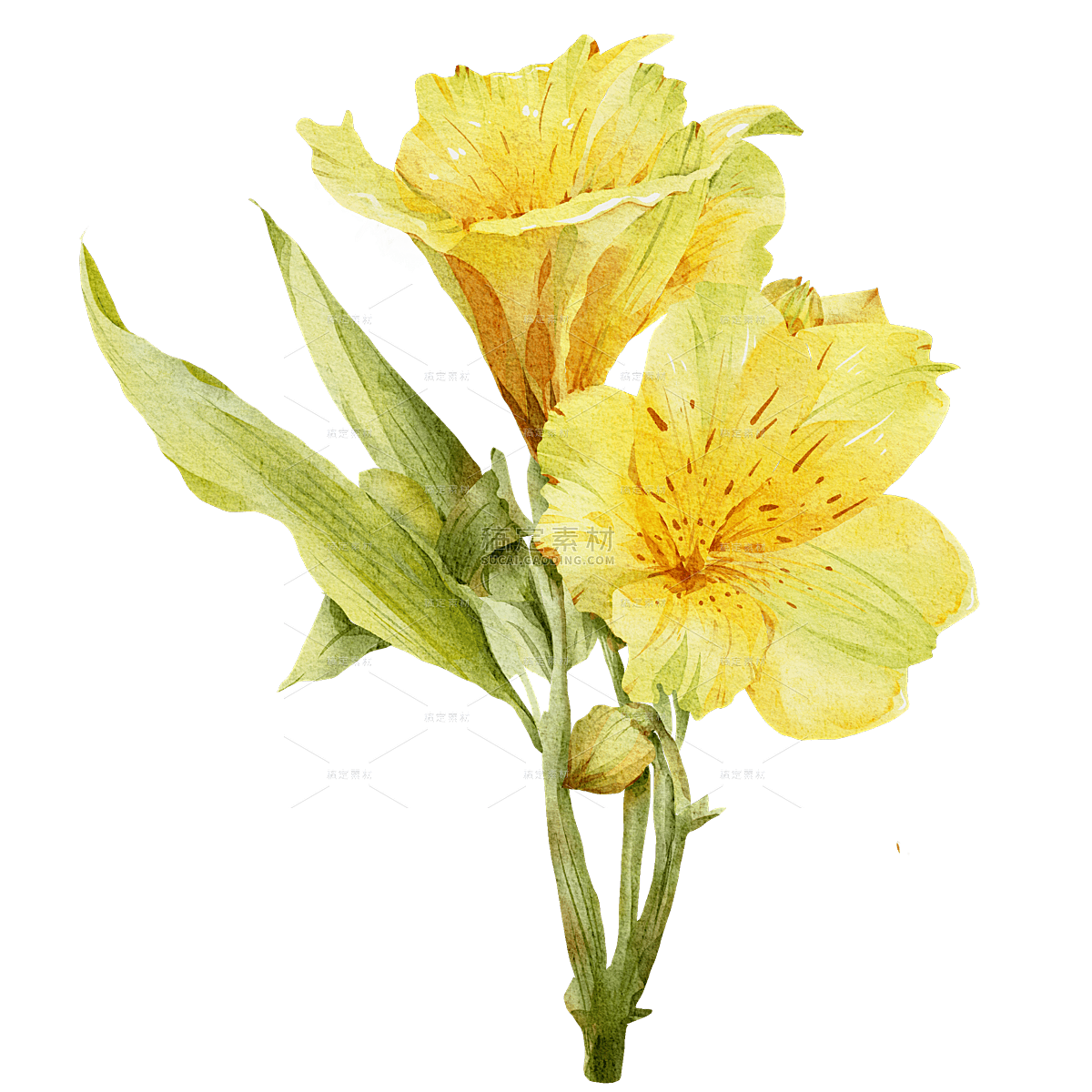 手绘水彩黄色花朵花卉元素
