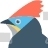 Hoopoe