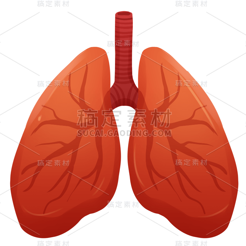 手绘-人体器官医疗元素贴纸-肺