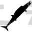 Wahoo