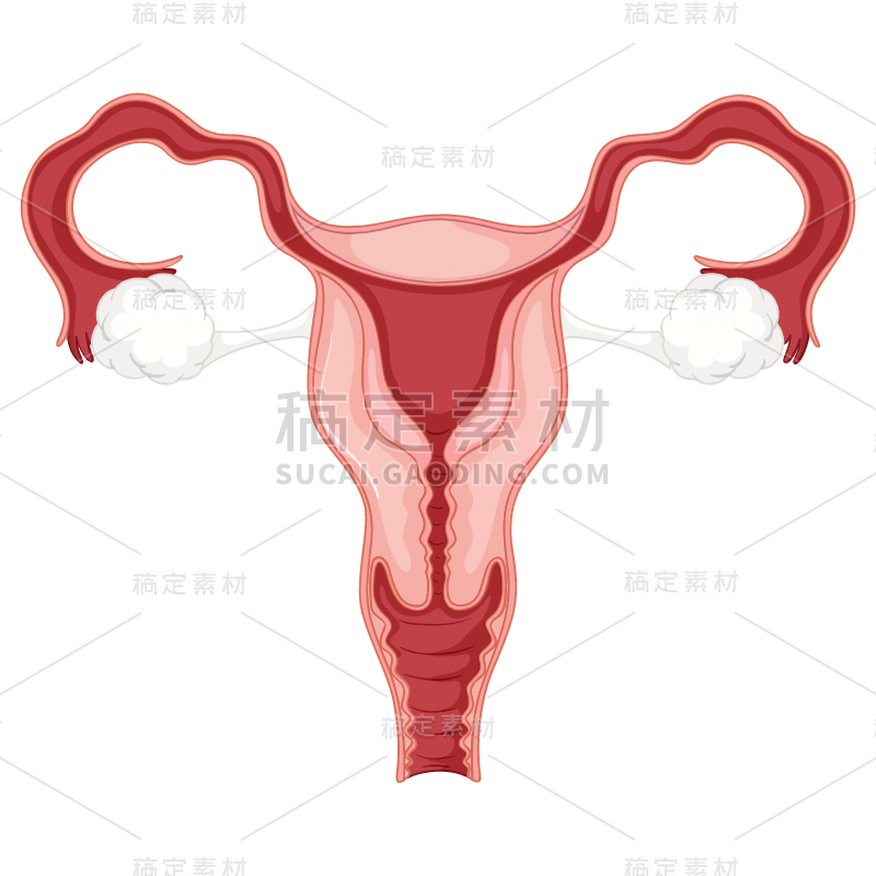 手绘-人体器官医疗元素贴纸-子宫