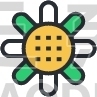 Coneflower