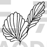 Flower Design