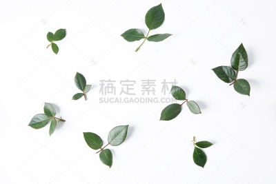植物系列写实风花卉