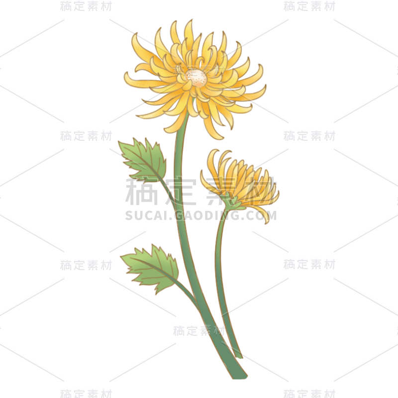 菊花-清新