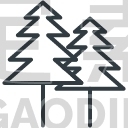 Pine