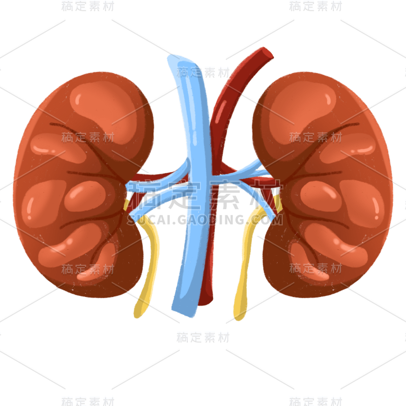 手绘-器官元素医疗贴纸-肾