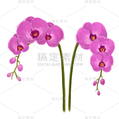 手绘蝴蝶兰油画元素