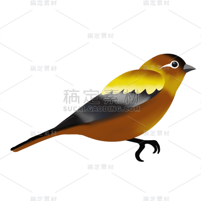 鸟