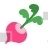 Radish