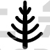 larch