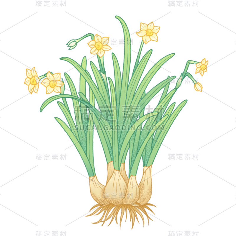 中国风植物花卉贴纸-水仙花