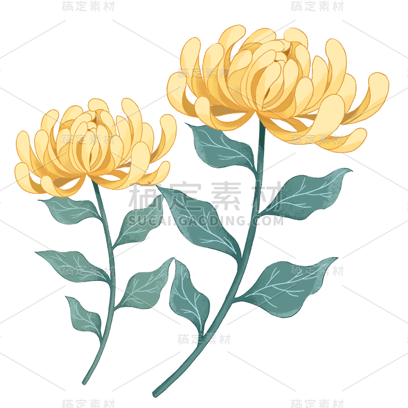 手绘-重阳节主题贴纸-菊花