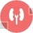 Kidneys