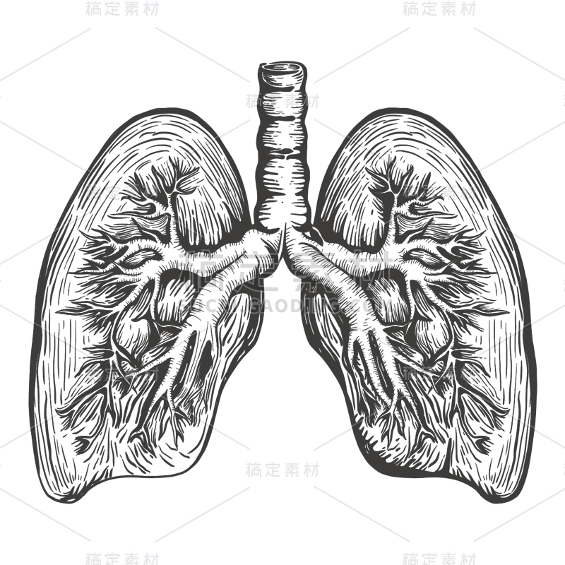 手绘-线条器官医疗元素贴纸-肺